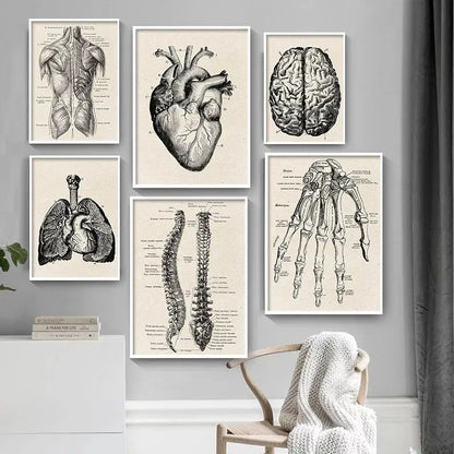 Set of six framed black-and-white vintage human anatomy illustrations featuring heart brain spine lungs and skeletal structures