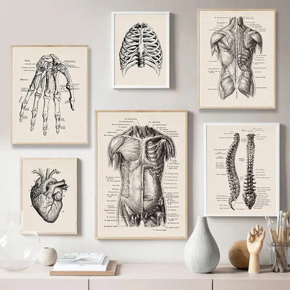 Set of six framed vintage human anatomy prints in beige and black ink on canvas by decorbites for wall decor