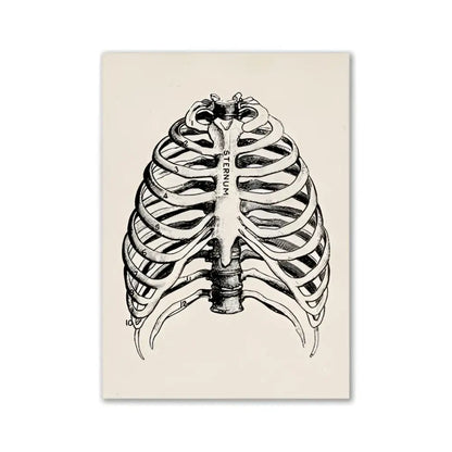 DecorBites™ vintage human anatomy canvas print featuring black ink ribcage illustration on off-white paper