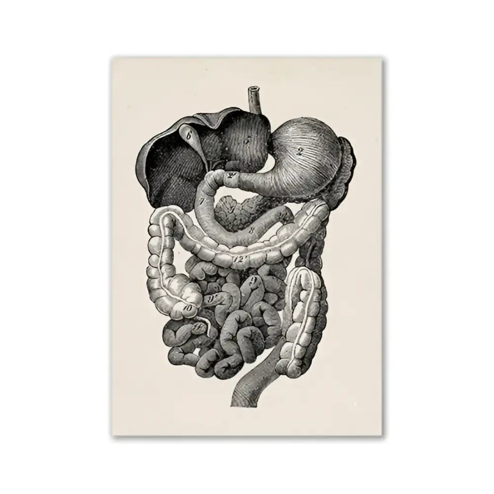 Decorbites™ vintage human anatomy canvas print featuring detailed black and white engraving of the digestive system