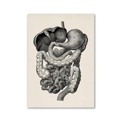 Decorbites™ vintage human anatomy canvas print featuring detailed black and white engraving of the digestive system