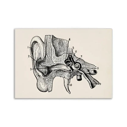 DecorBites™ vintage human anatomy canvas print featuring a black ink anatomical illustration of the human ear on beige