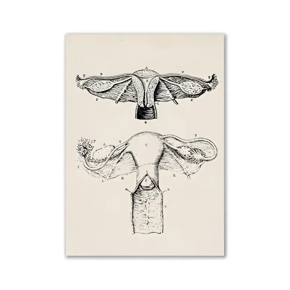 Decorbites™ vintage human anatomy canvas print featuring detailed black ink female reproductive system on cream background