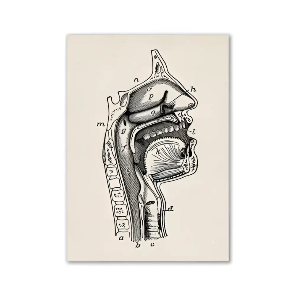 Decorbites™ vintage human anatomy canvas print featuring a detailed black ink cross-section of the human head and neck