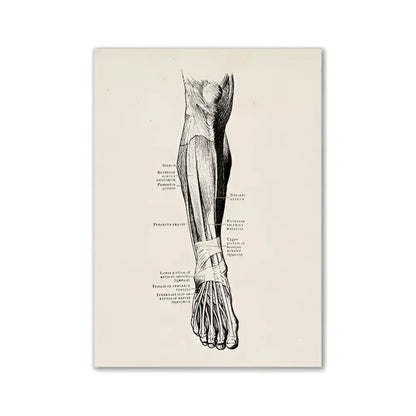 Decorbites™ vintage human anatomy canvas print featuring a detailed black ink illustration of a lower leg and foot