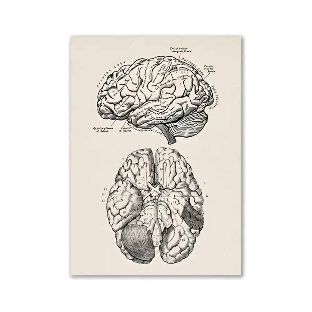 DecorBites™ vintage human anatomy canvas print with detailed black ink brain illustration on cream background