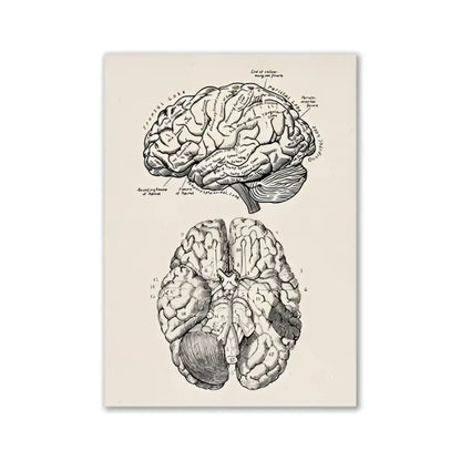 DecorBites™ vintage human anatomy canvas print with detailed black ink brain illustration on cream background