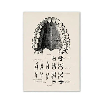 Decorbites™ vintage human anatomy canvas print featuring anatomical dental diagram on aged off-white paper