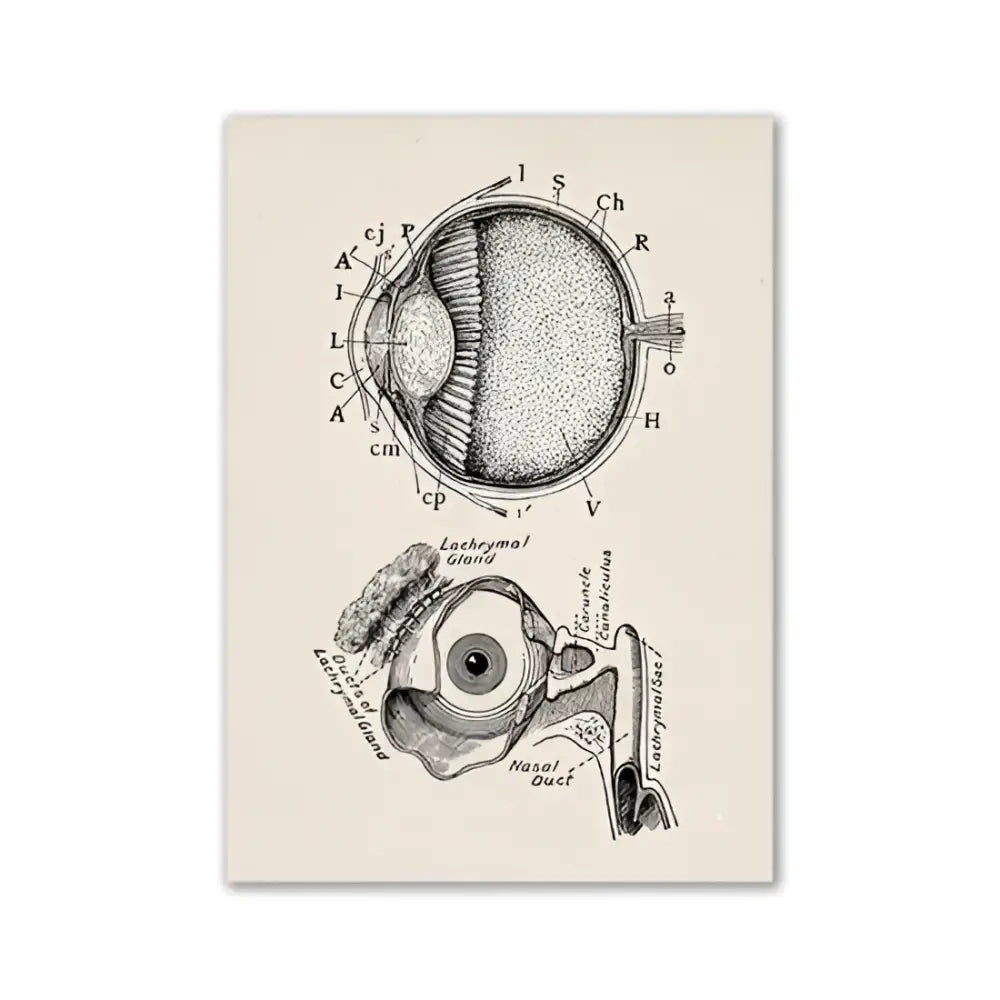 Decorbites vintage human anatomy canvas print featuring detailed black ink anatomical eye diagram on aged cream paper