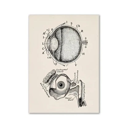 Decorbites vintage human anatomy canvas print featuring detailed black ink anatomical eye diagram on aged cream paper