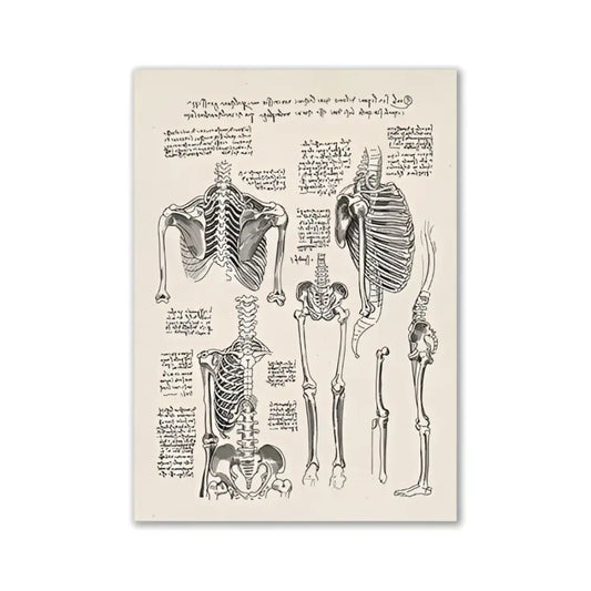 Anatomical skeleton diagram print featuring vintage human anatomy illustrations in sepia tones on a cream canvas by decorbites