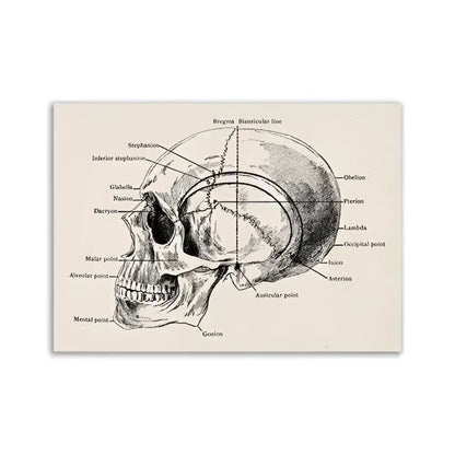 Decorbites™ vintage human anatomy canvas print featuring an anatomical skull diagram with labeled bone landmarks on beige background