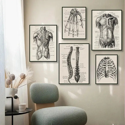 Set of five framed black and white vintage human anatomy canvas prints featuring detailed skeletal and muscular illustrations