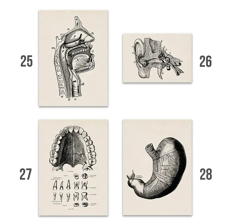 Set of four vintage human anatomy canvas prints with detailed black and white illustrations on off-white paper