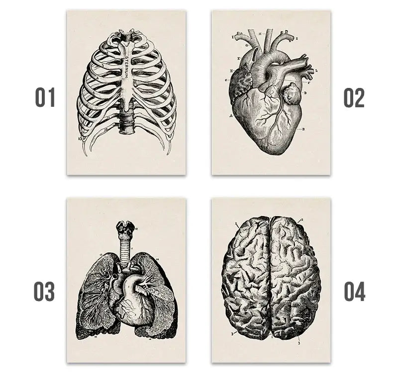 Set of four DecorBites vintage human anatomy canvas prints featuring black and white detailed illustrations on cream paper