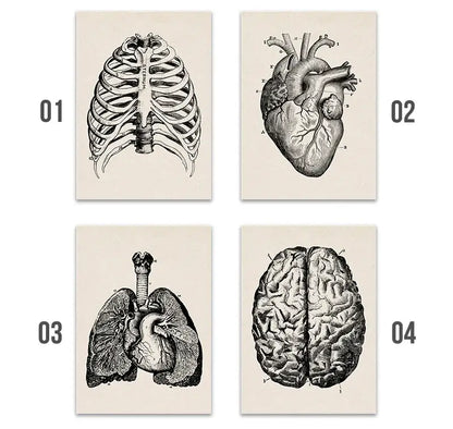 Set of four DecorBites vintage human anatomy canvas prints featuring black and white detailed illustrations on cream paper
