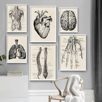 Set of six framed vintage human anatomy black and white canvas prints featuring detailed anatomical illustrations