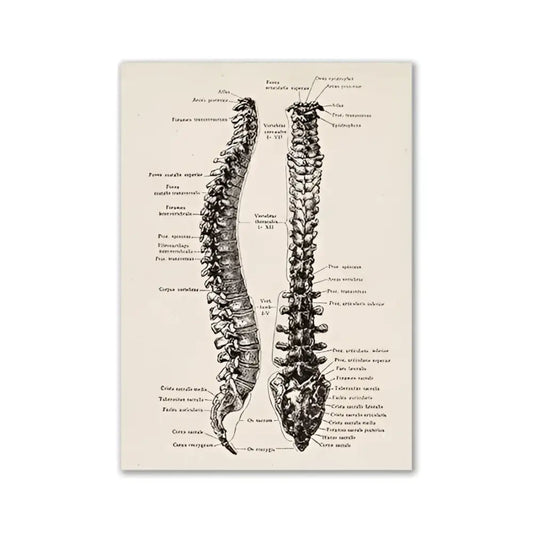 Decorbites™ vintage human anatomy canvas wall art featuring detailed black ink illustration of the human spine on beige background