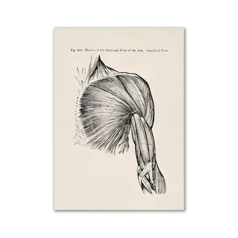Vintage human anatomy canvas wall art featuring detailed black and white chest and arm muscle illustration print
