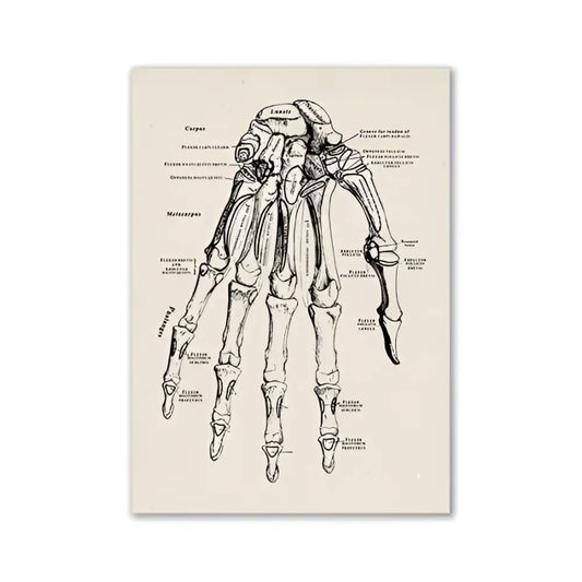 DecorBites™ vintage human anatomy canvas wall art featuring a black ink anatomical hand skeleton on off-white paper