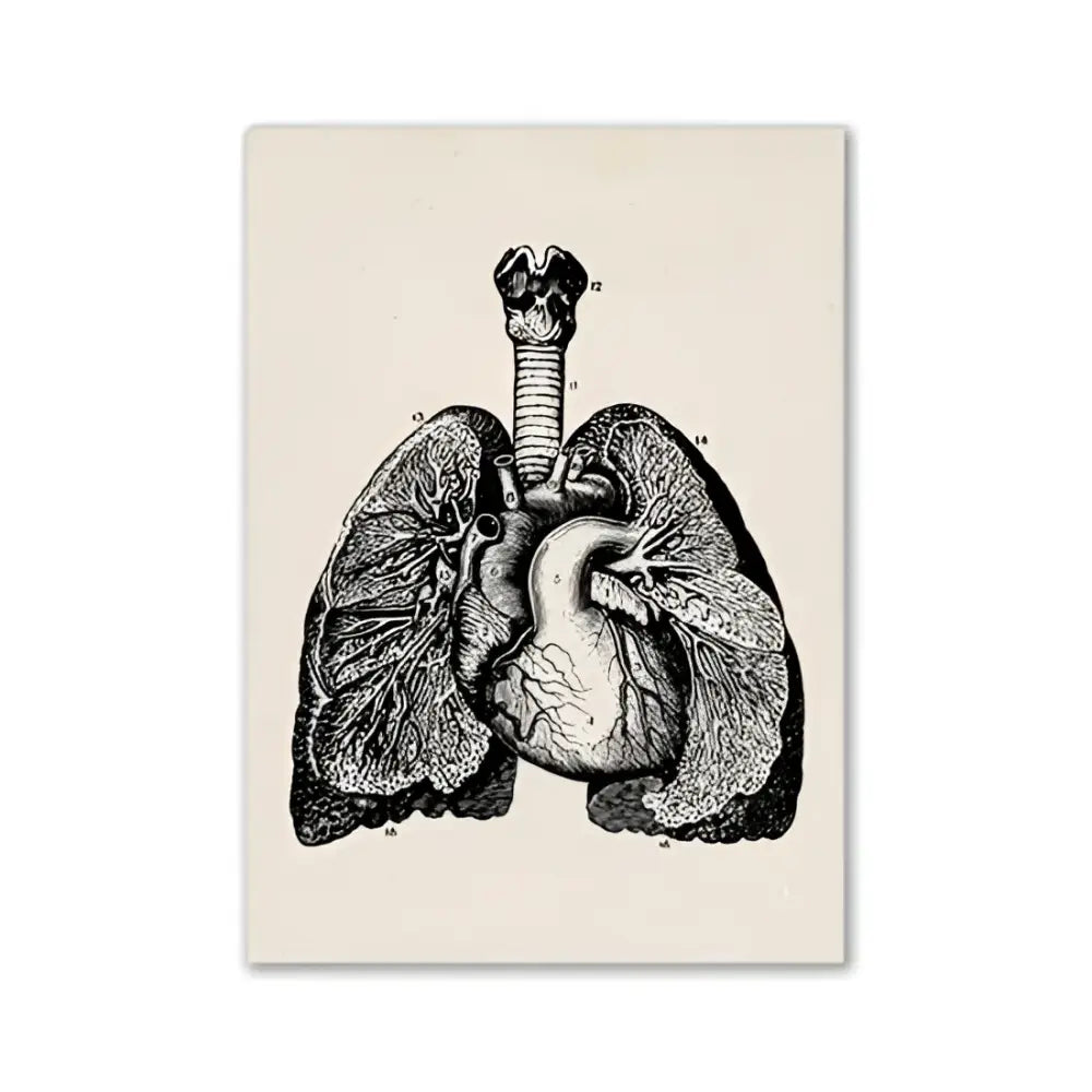 DecorBites™ vintage human anatomy canvas wall art featuring black-and-white lungs and heart illustration on cream canvas