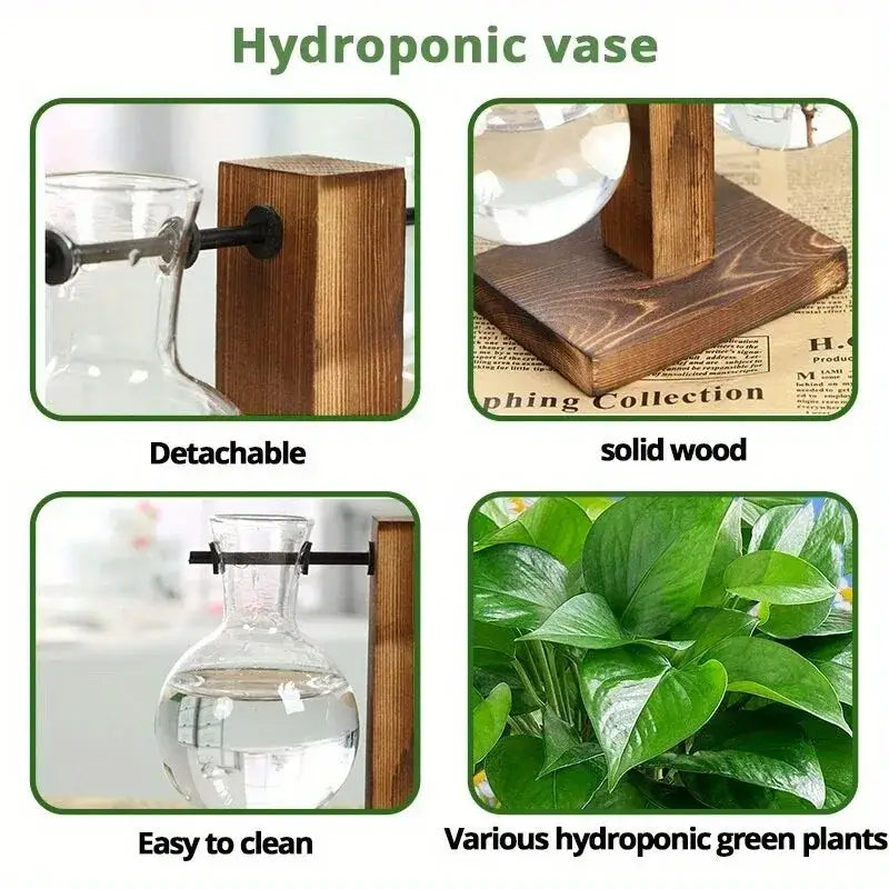 Sturdy dark-stained solid wood stand with black metal clamps holding two bulb clear glass hydroponic vases for low style desktop propagation