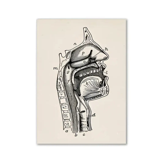 DecorBites™ vintage anatomy wall print showing a detailed black ink cross-section of the human head and neck