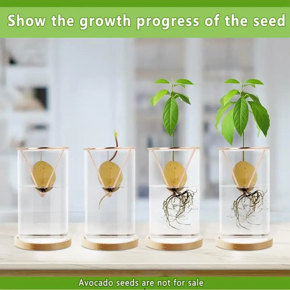 Hydroponic avocado planting set with four clear glass seedling containers with gold bases and triangular wire frames