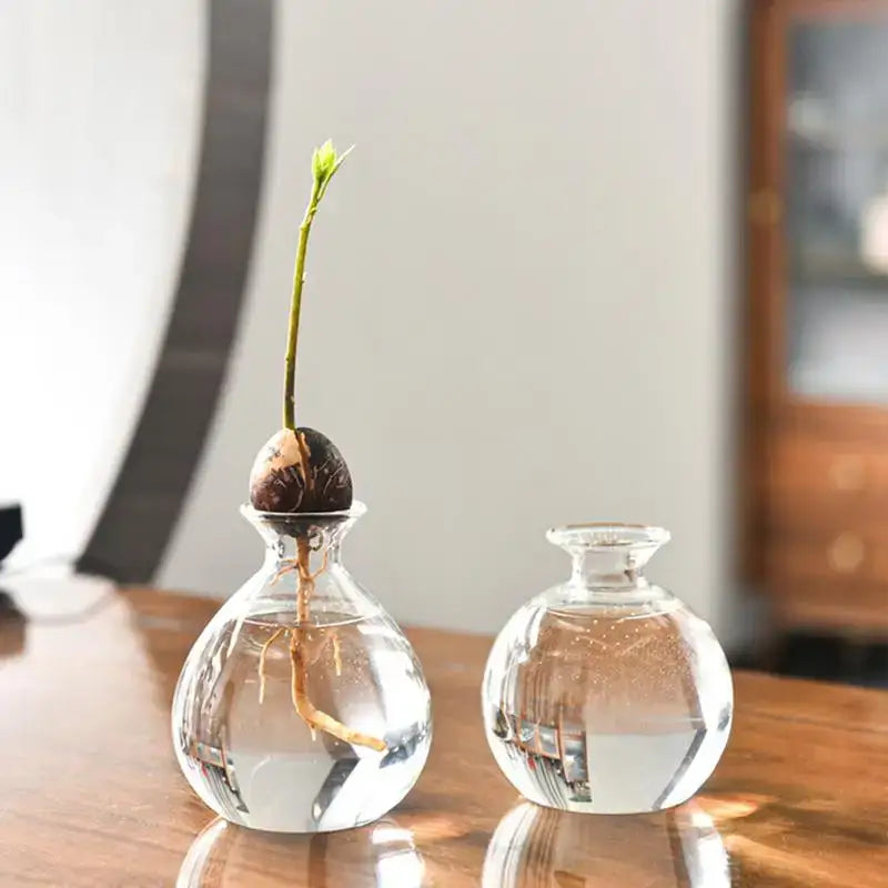 Clear glass hydroponic avocado seed vase with visible roots and green shoot for efficient seed cultivation