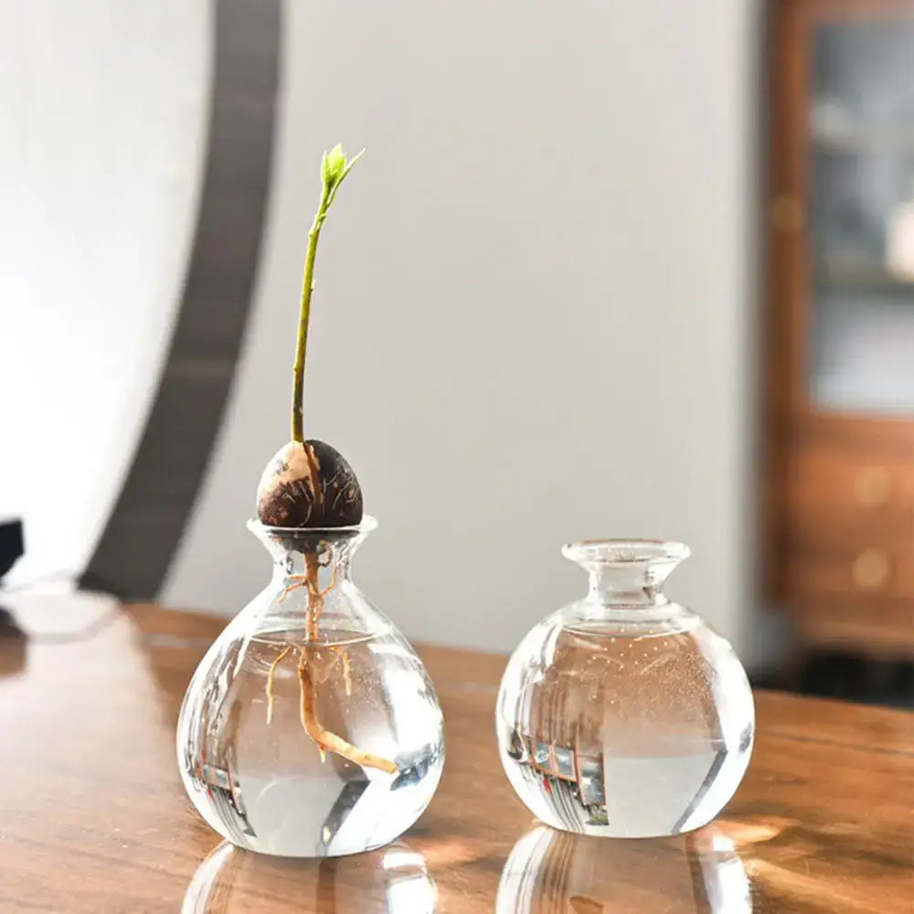 Clear glass hydroponic avocado vase holding a sprouting seed with visible roots for seed cultivation