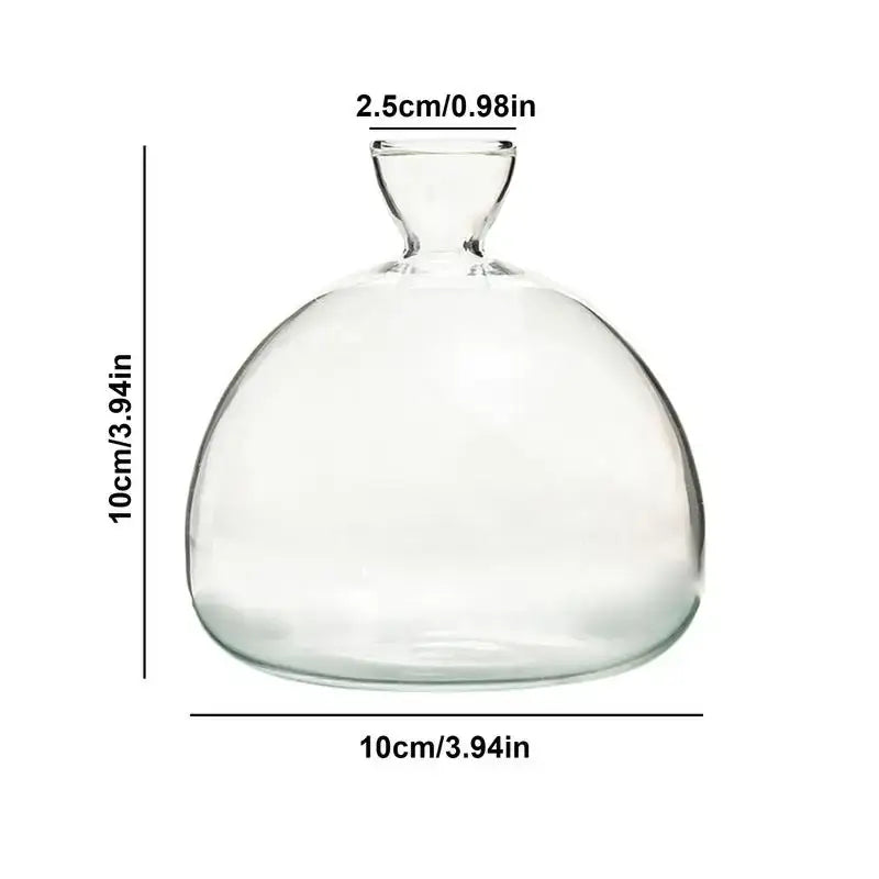 Clear glass hydroponic avocado seed vase with rounded bulbous body and narrow neck for seed cultivation