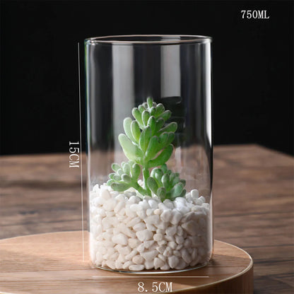 Clear glass cylindrical hydroponics planter vase with 750ml capacity containing white pebbles and green succulent