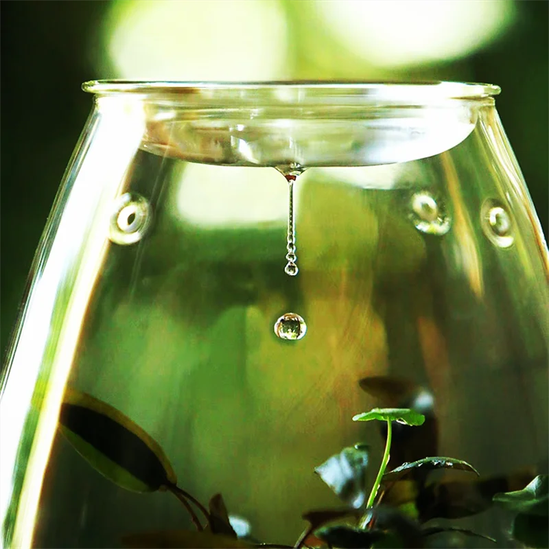 A clear glass fishbowl micro landscape vase with fresh green succulent moss and a water droplet on its rim for desktop decor
