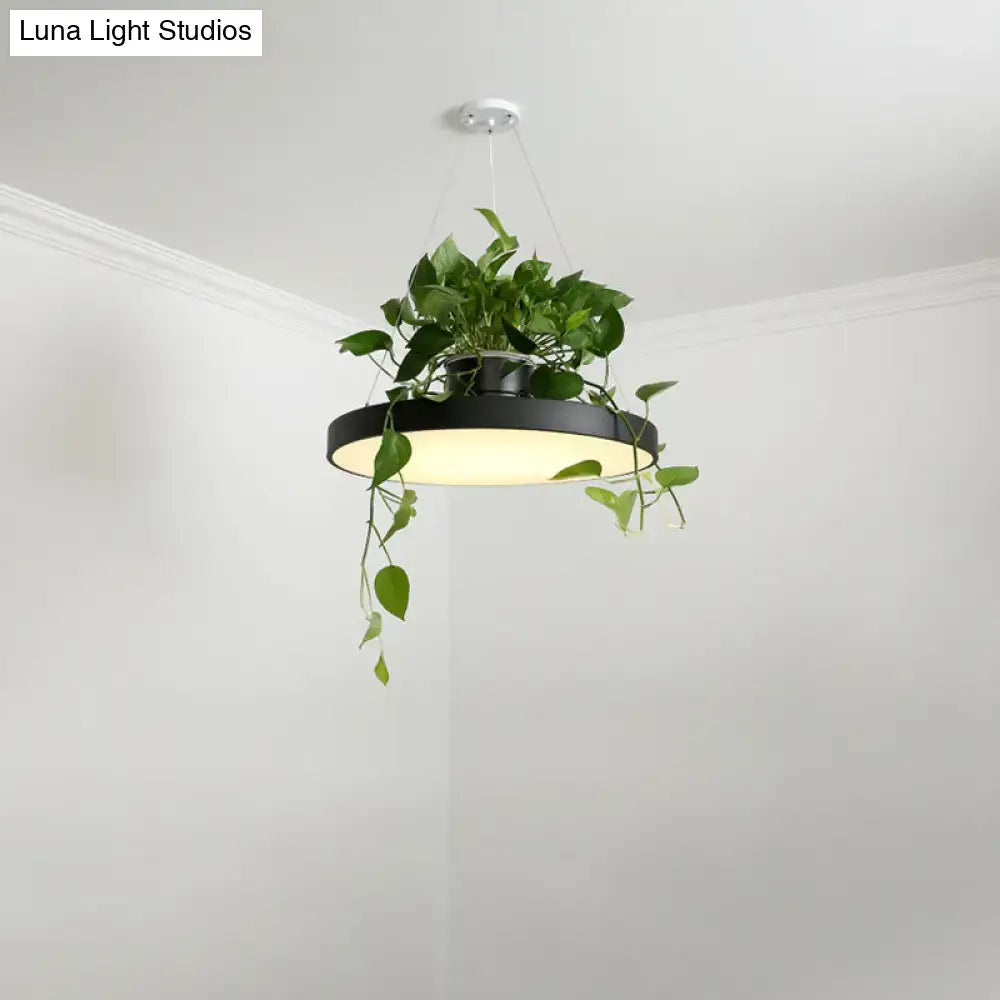 Black round macaron round acrylic led pendant light with integrated plant pot and trailing green foliage by DecorBites