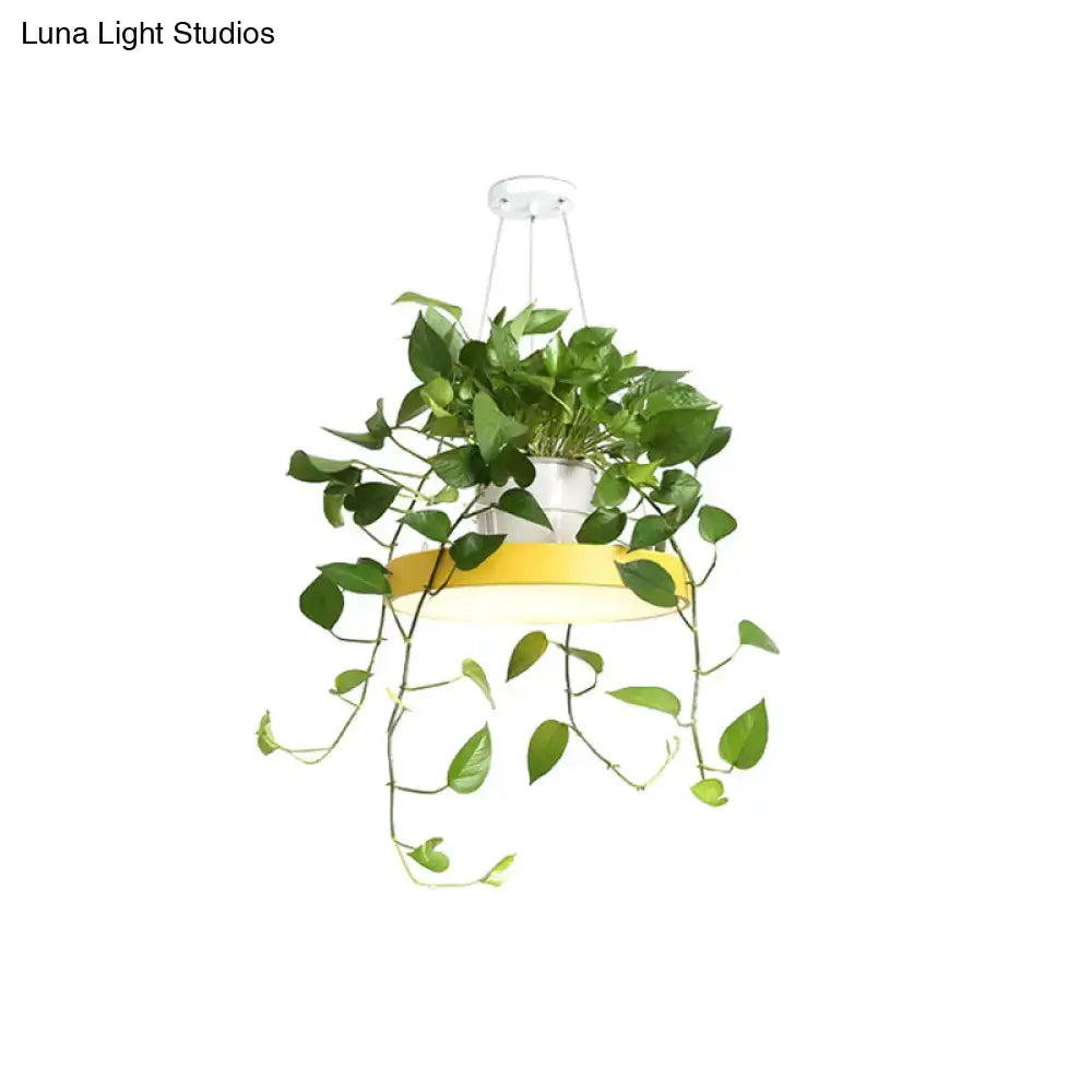 A brooklyn round macaron hanging light with bright yellow base white fixture and cascading green ivy vines