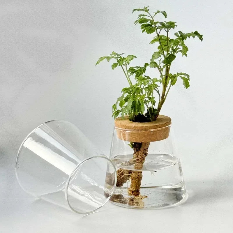 Nordic glass hydroponic vase with tray clear glass water bottle with cork holding green leafy plant in water roots submerged