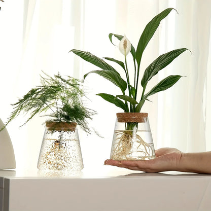 Clear glass nordic hydroponic vases with cork lids holding aquatic houseplants for tabletop decor and gifts