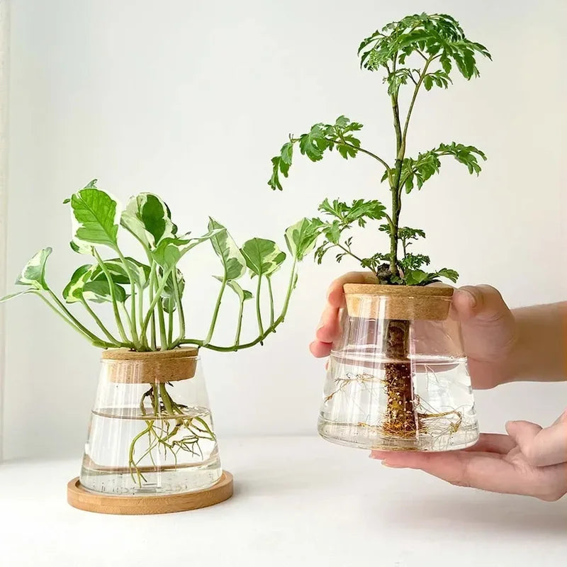 Nordic glass hydroponic vase with clear glass water planters, natural wood lids, and circular wooden bases for tabletop plants