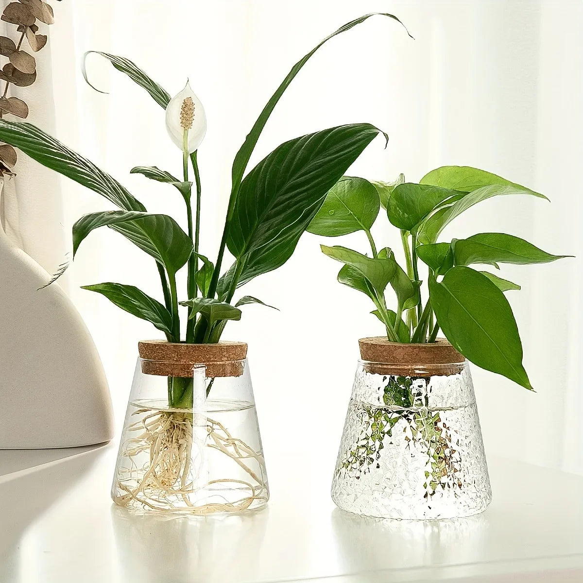 Two clear glass nordic hydroponic vases with cork lids one smooth one textured for tabletop self-watering plants