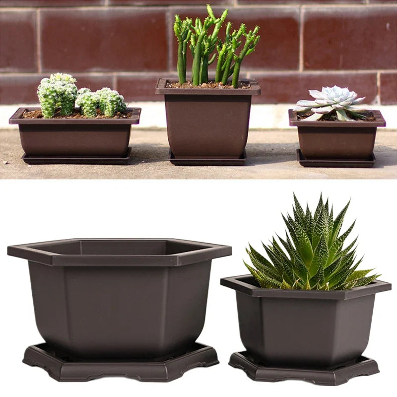Set of dark brown imitation purple clay bonsai pots with matching saucers holding various succulent plants pots