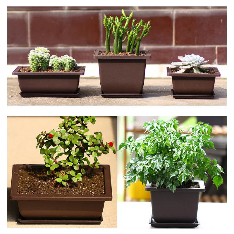 Set of four brown rectangular imitation purple clay bonsai pots with matching saucers holding green houseplants