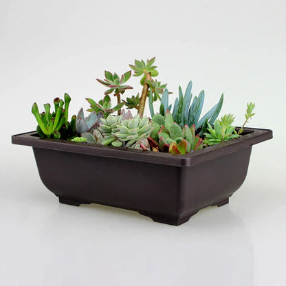 Dark brown rectangular imitation purple clay bonsai pot filled with green and blue-green succulent plants pots