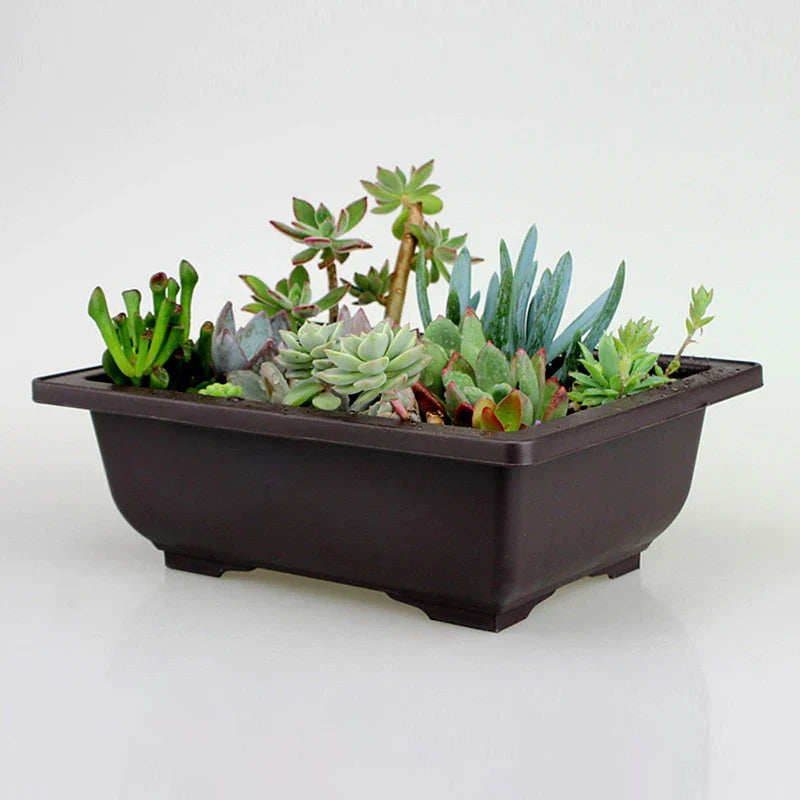 Dark brown rectangular imitation purple clay bonsai pot filled with green and blue-green succulent plants pots