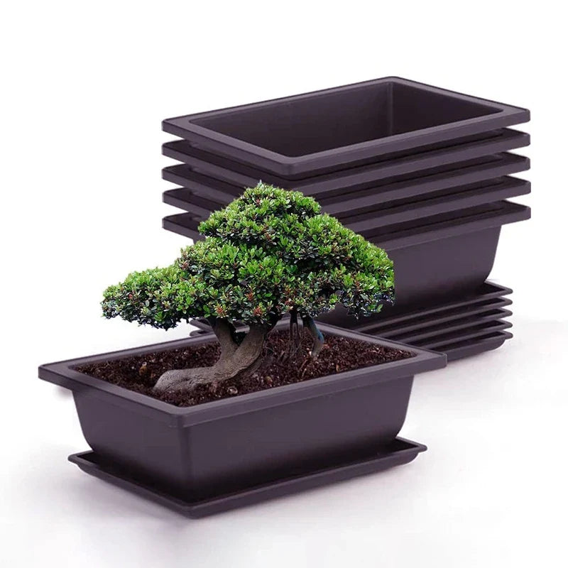 Black rectangular bonsai pot with matching saucer holding a green bonsai tree for outdoor garden succulent plants pots