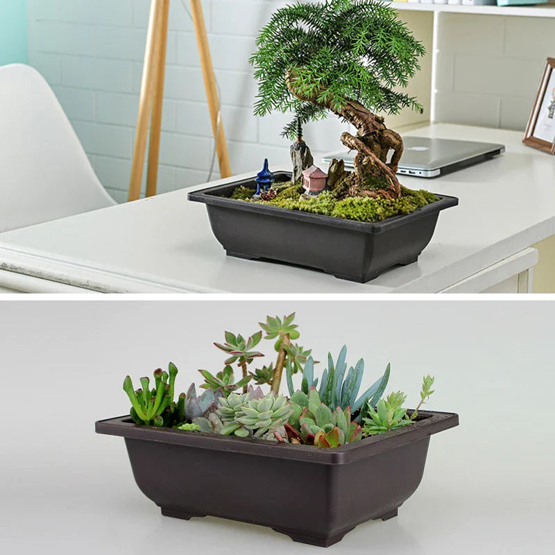 Dark brown rectangular bonsai pot and planter made of imitation purple clay with moss and assorted succulent plants pots
