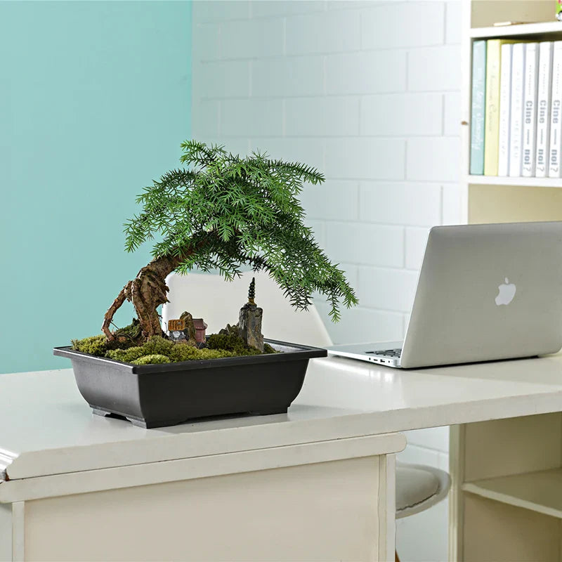 A lush green bonsai tree with a gnarled trunk in a black imitation purple clay bonsai pot for outdoor plants pots