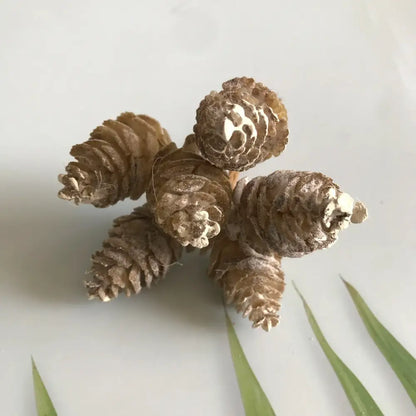 A cluster of five dried pinecones with rustic brown scales in a pastel pinecone artificial flower wreath for living room decor