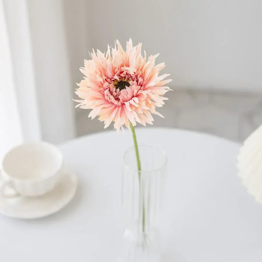 A delicate peach-colored brushed gerbera with feathery petals in a clear glass gerbera vase for living room decor