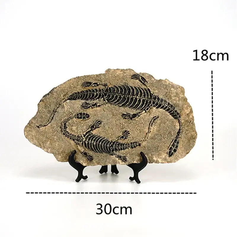 Beige 18cm by 30cm rock slab dinosaur fossil figurine with two black reptile skeletons on a black stand for decor